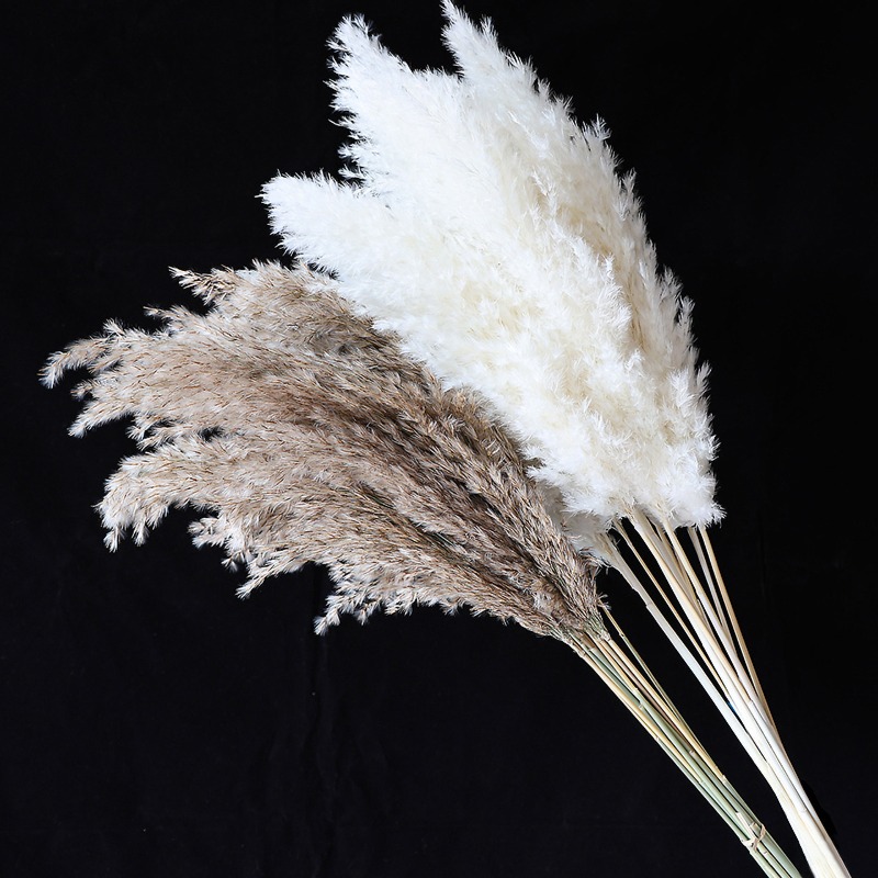 10 Adet Renkli Doğal Sazlık Pa - Pampas Grass Decor incelemesi ve fiyatı