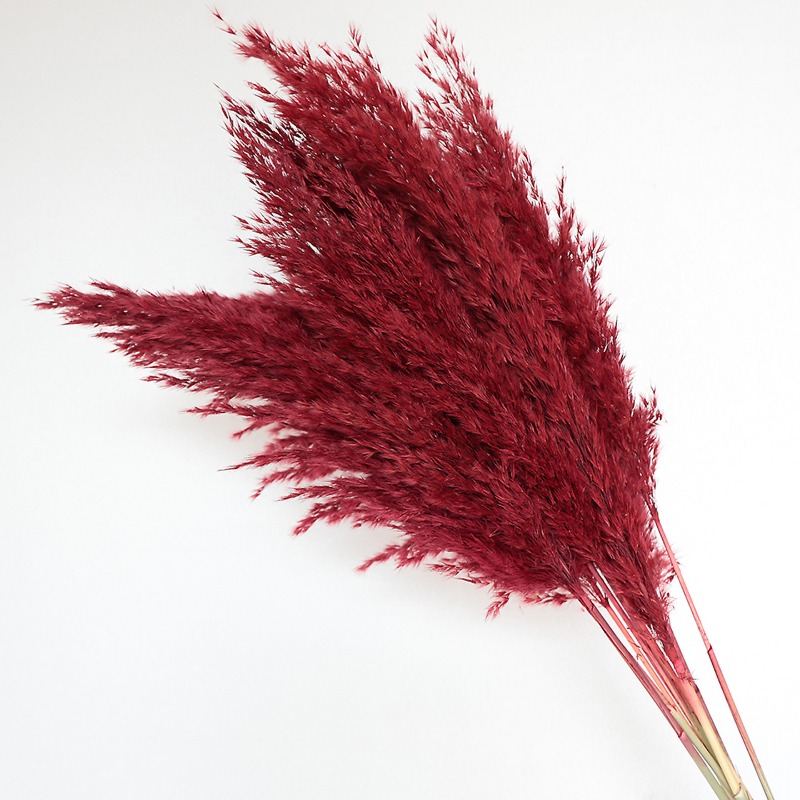 10 Adet Renkli Doğal Sazlık Pa - Pampas Grass Decor incelemesi ve fiyatı